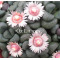 Aloinopsis Schooneesii - Plant